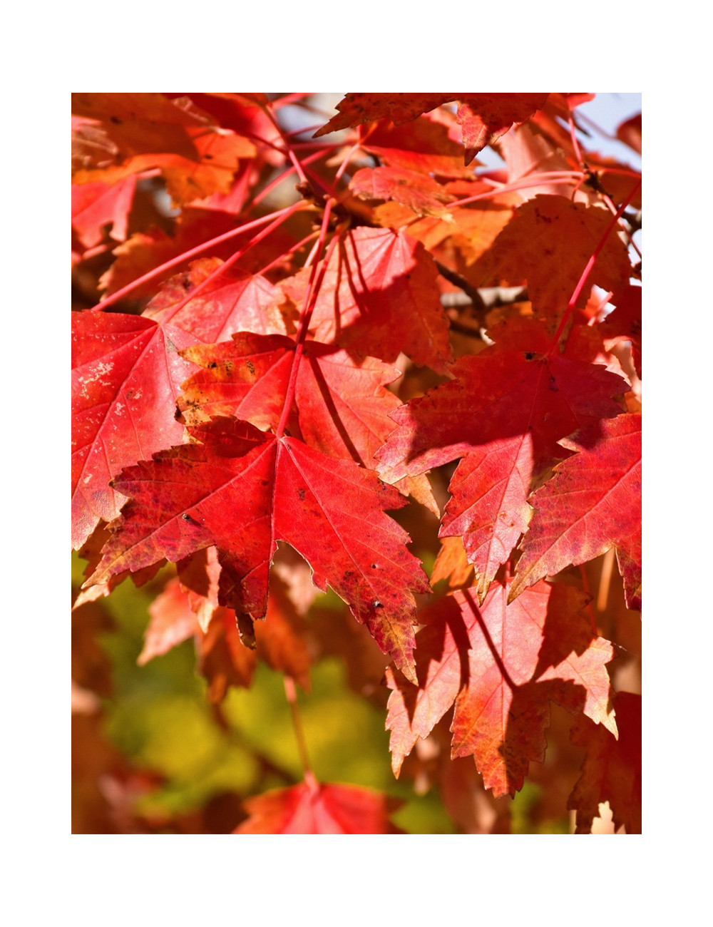 ACER rubrum SUN VALLEY - Érable rouge