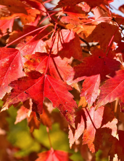 ACER rubrum SUN VALLEY - Érable rouge
