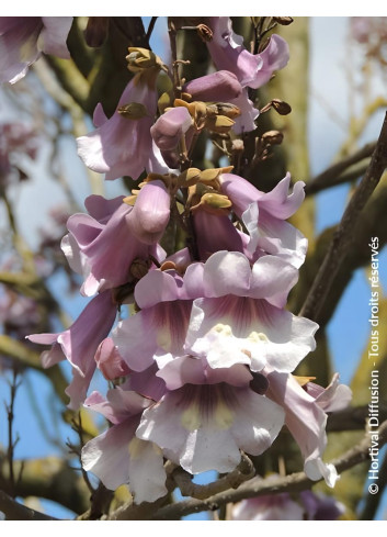 PAULOWNIA fortunei APRIL LIGHT - Paulownia, arbre impérial