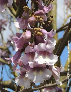 PAULOWNIA fortunei APRIL LIGHT - Paulownia, arbre impérial