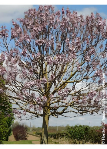 PAULOWNIA fortunei APRIL LIGHT - Paulownia, arbre impérial