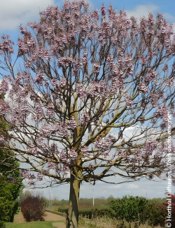 PAULOWNIA fortunei APRIL LIGHT - Paulownia, arbre impérial