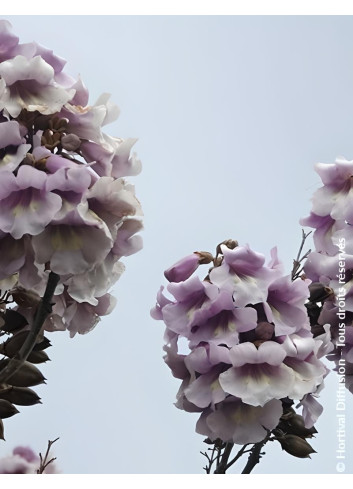 PAULOWNIA fortunei APRIL LIGHT - Paulownia, arbre impérial