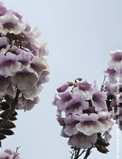 PAULOWNIA fortunei APRIL LIGHT - Paulownia, arbre impérial