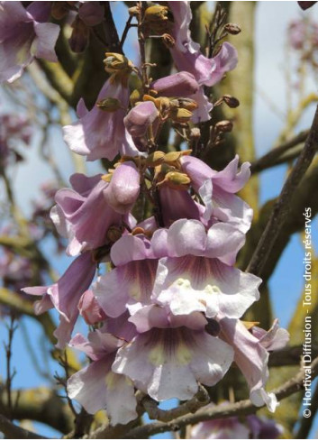 PAULOWNIA fortunei APRIL LIGHT - Paulownia, arbre impérial