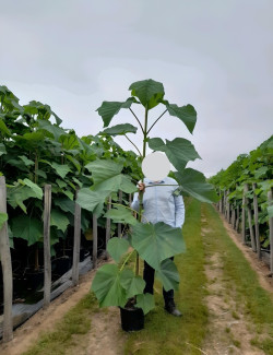 PAULOWNIA fortunei APRIL LIGHT - Paulownia, arbre impérial En pot de 15-20 litres forme baliveau hauteur 150-200 cm