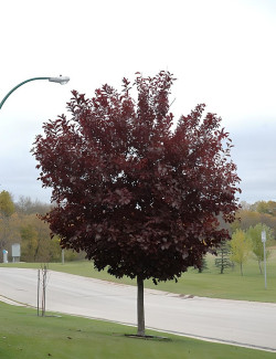 PRUNUS virginiana CANADA RED - Cerisier à grappes de Virginie