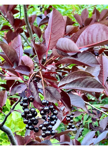 PRUNUS virginiana CANADA RED - Cerisier à grappes de Virginie
