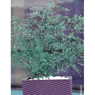 EUCALYPTUS gunnii FRANCE BLEU® - Eucalyptus de Gunn, gommier