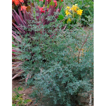EUCALYPTUS gunnii FRANCE BLEU® - Eucalyptus de Gunn, gommier
