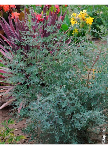 EUCALYPTUS gunnii FRANCE BLEU® - Eucalyptus de Gunn, gommier