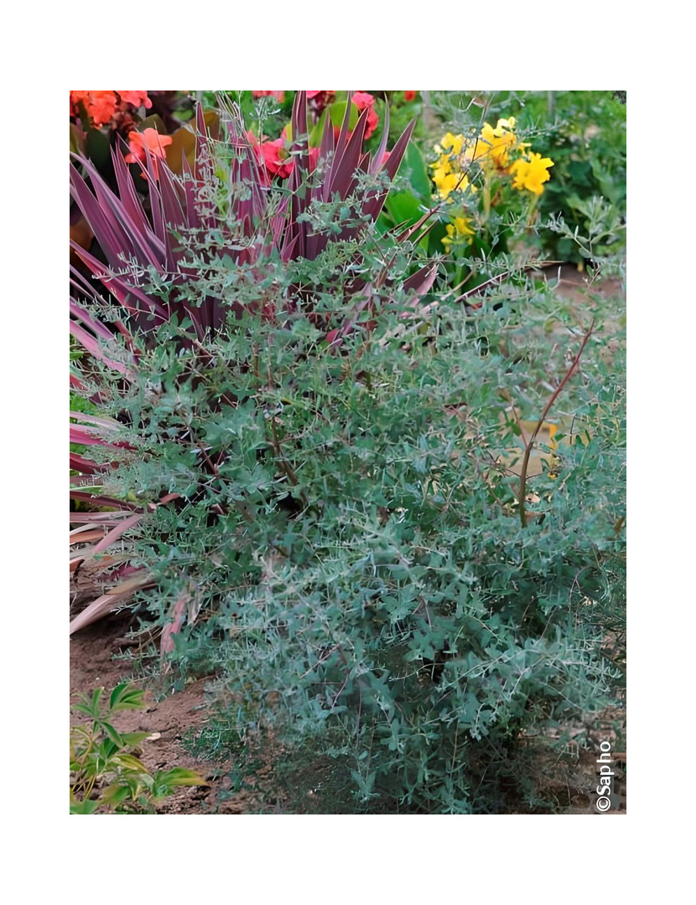 EUCALYPTUS gunnii FRANCE BLEU® - Eucalyptus de Gunn, gommier