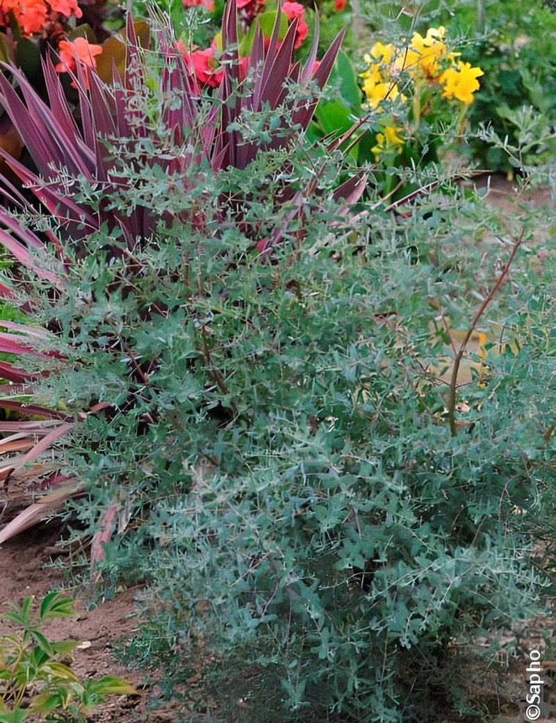 EUCALYPTUS gunnii FRANCE BLEU® - Eucalyptus de Gunn, gommier