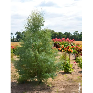 EUCALYPTUS gunnii FRANCE BLEU® - Eucalyptus de Gunn, gommier