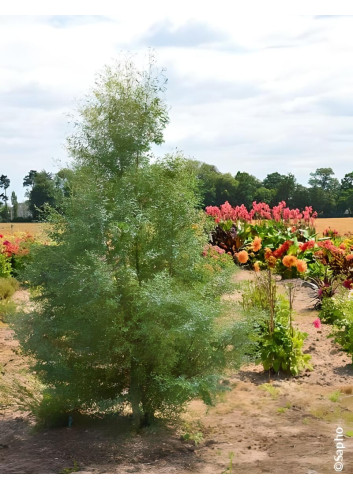 EUCALYPTUS gunnii FRANCE BLEU® - Eucalyptus de Gunn, gommier
