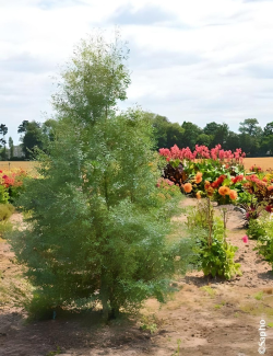 EUCALYPTUS gunnii FRANCE BLEU® - Eucalyptus de Gunn, gommier
