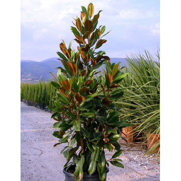 Magnolia grandiflora ‘Nana Praecox’ – Laurier-tulipier nain à floraison blanche et feuillage persistant
