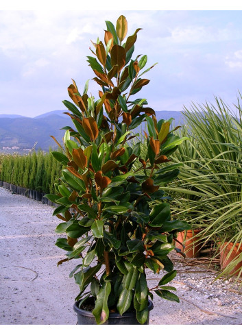 Magnolia grandiflora ‘Nana Praecox’ – Laurier-tulipier nain à floraison blanche et feuillage persistant