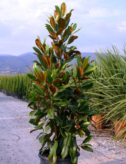 Magnolia grandiflora ‘Nana Praecox’ – Laurier-tulipier nain à floraison blanche et feuillage persistant