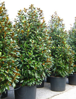 MAGNOLIA grandiflora NANA - Magnolia à grandes fleurs