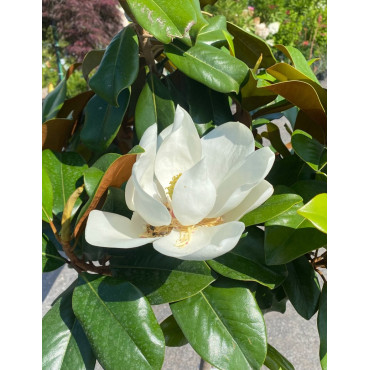 MAGNOLIA grandiflora NANA - Magnolia à grandes fleurs