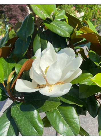 MAGNOLIA grandiflora NANA - Magnolia à grandes fleurs