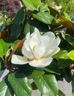 MAGNOLIA grandiflora NANA - Magnolia à grandes fleurs