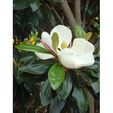MAGNOLIA grandiflora NANA - Magnolia à grandes fleurs