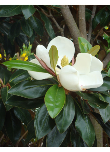 MAGNOLIA grandiflora NANA - Magnolia à grandes fleurs