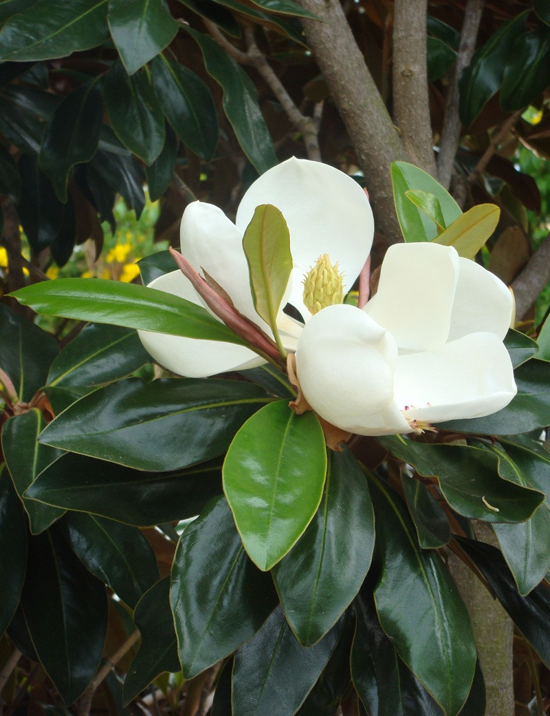 MAGNOLIA grandiflora NANA - Magnolia à grandes fleurs MAGNOLIA grandiflora NANA - Magnolia à grandes fleurs