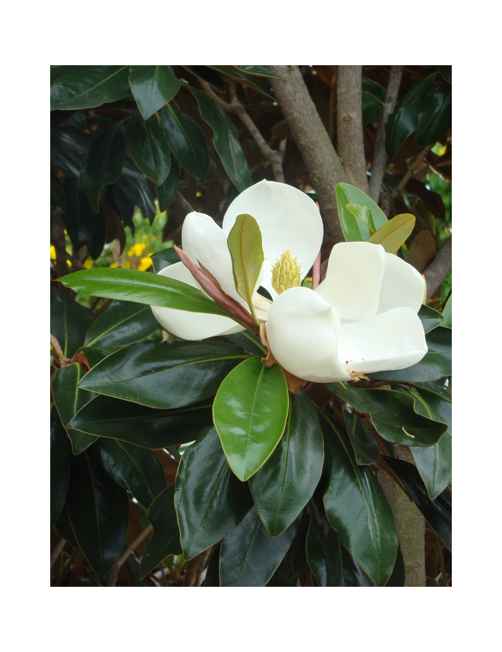 MAGNOLIA grandiflora NANA - Magnolia à grandes fleurs