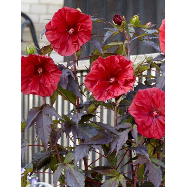 HIBISCUS moscheutos GEANT RED - hIBISCUS DES MARAIS