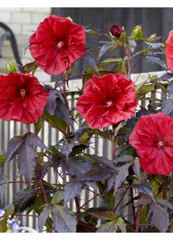 HIBISCUS moscheutos GEANT RED - hIBISCUS DES MARAIS