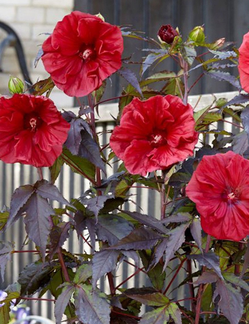 HIBISCUS moscheutos GEANT RED - hIBISCUS DES MARAIS HIBISCUS moscheutos GEANT RED - hIBISCUS DES MARAIS