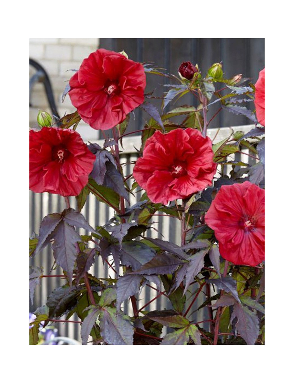 HIBISCUS moscheutos GEANT RED - hIBISCUS DES MARAIS
