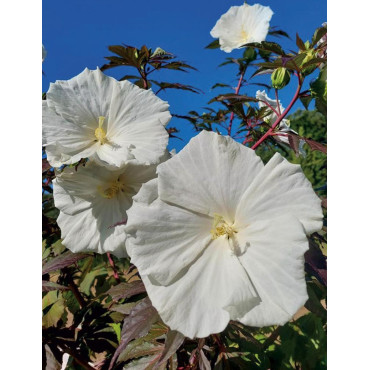 HIBISCUS moscheutos CAROUSEL GHOST - hIBISCUS DES MARAIS