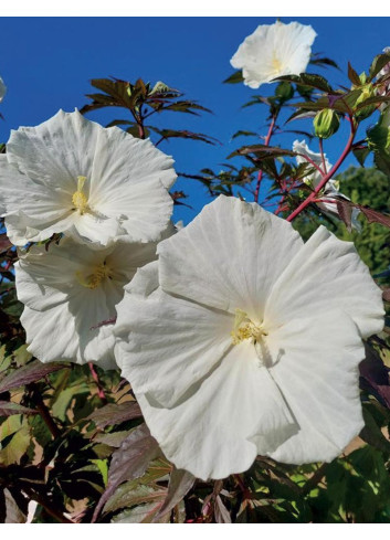 HIBISCUS moscheutos CAROUSEL GHOST - hIBISCUS DES MARAIS