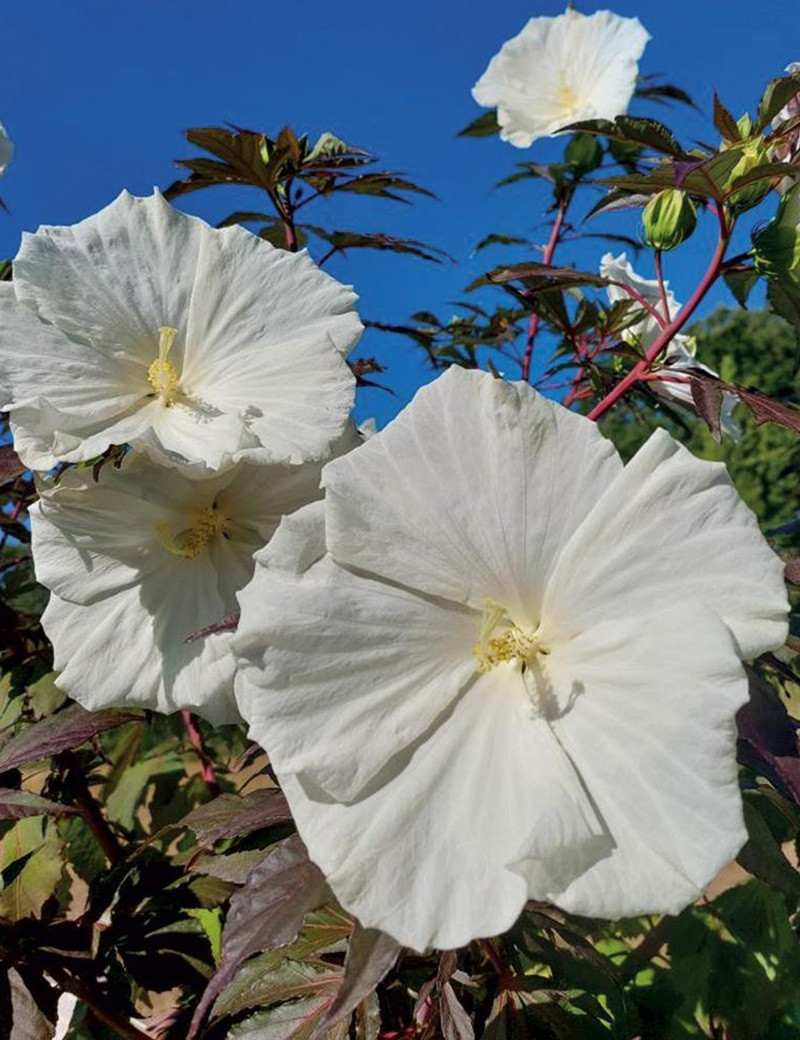 HIBISCUS moscheutos CAROUSEL GHOST - hIBISCUS DES MARAIS HIBISCUS moscheutos CAROUSEL GHOST - hIBISCUS DES MARAIS