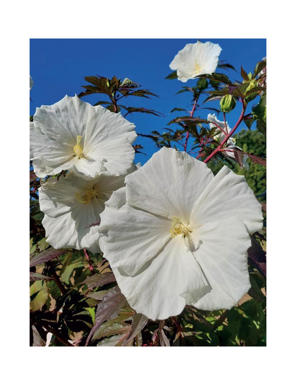 HIBISCUS moscheutos CAROUSEL GHOST - hIBISCUS DES MARAIS