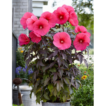 HIBISCUS moscheutos PINK PASSION - Hibiscus des marais