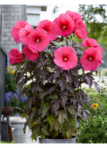 HIBISCUS moscheutos PINK PASSION - Hibiscus des marais