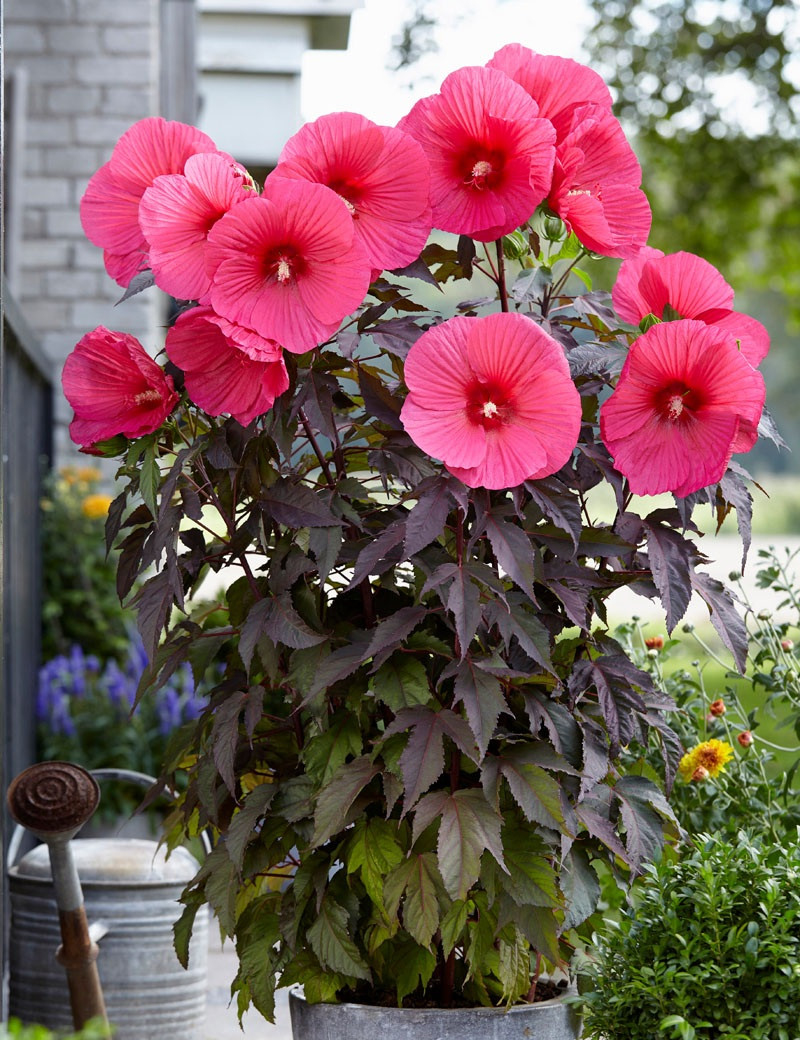 HIBISCUS moscheutos PINK PASSION - Hibiscus des marais HIBISCUS moscheutos PINK PASSION - Hibiscus des marais