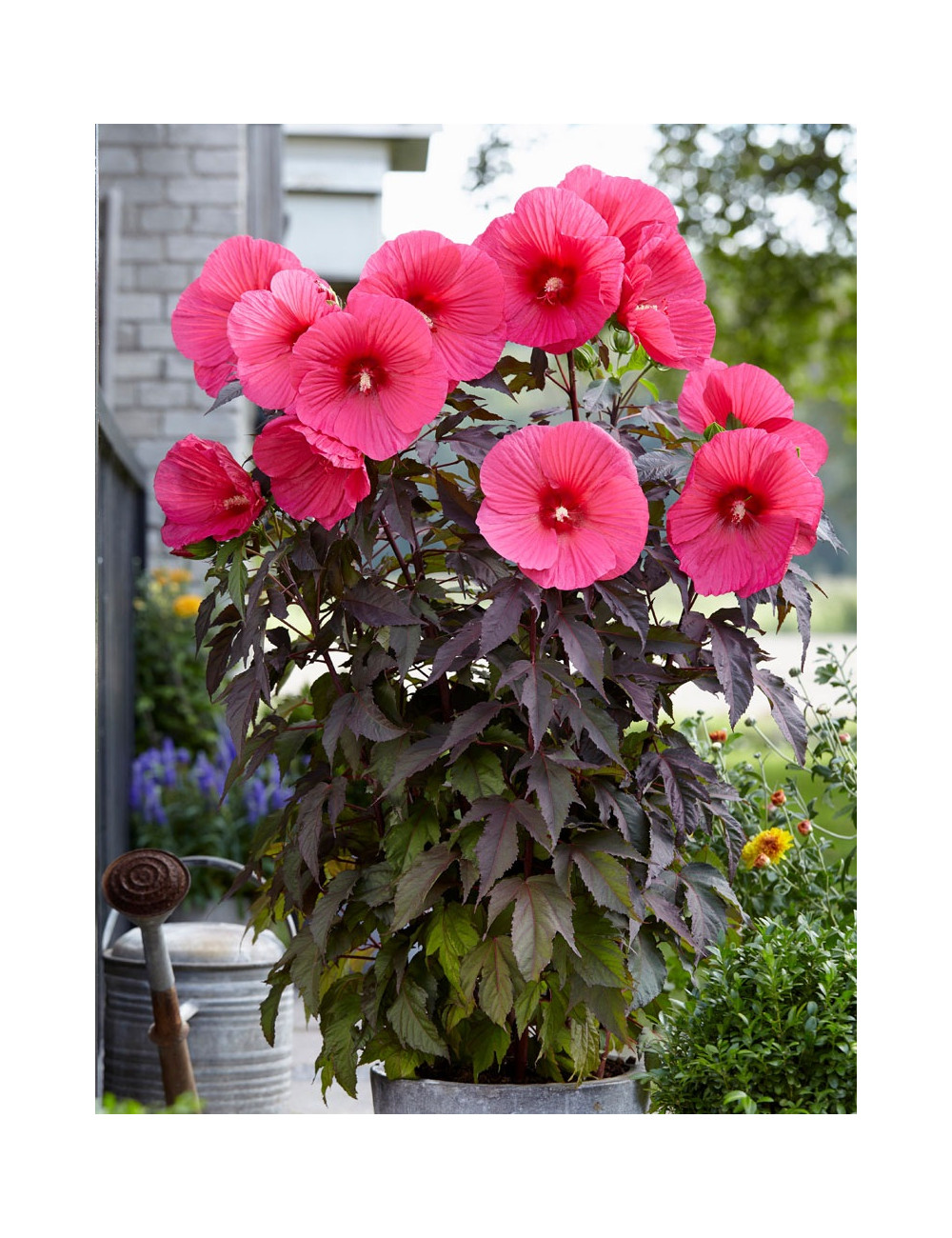 HIBISCUS moscheutos PINK PASSION - Hibiscus des marais