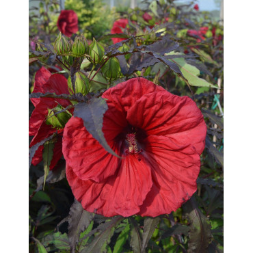 HIBISCUS moscheutos RED WIN - Hibiscus des marais