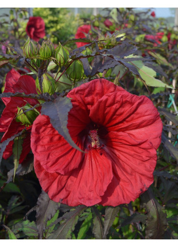 HIBISCUS moscheutos RED WIN - Hibiscus des marais