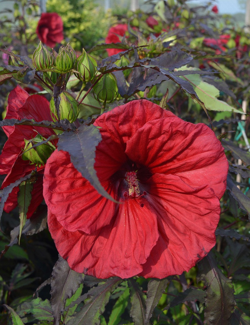 HIBISCUS moscheutos RED WIN - Hibiscus des marais