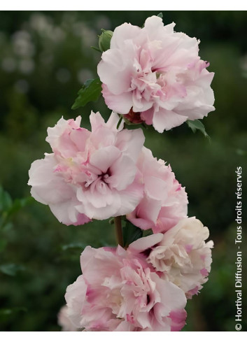 HIBISCUS syriacus FRENCH CABARET PASTEL® - Hibiscus, Althéa