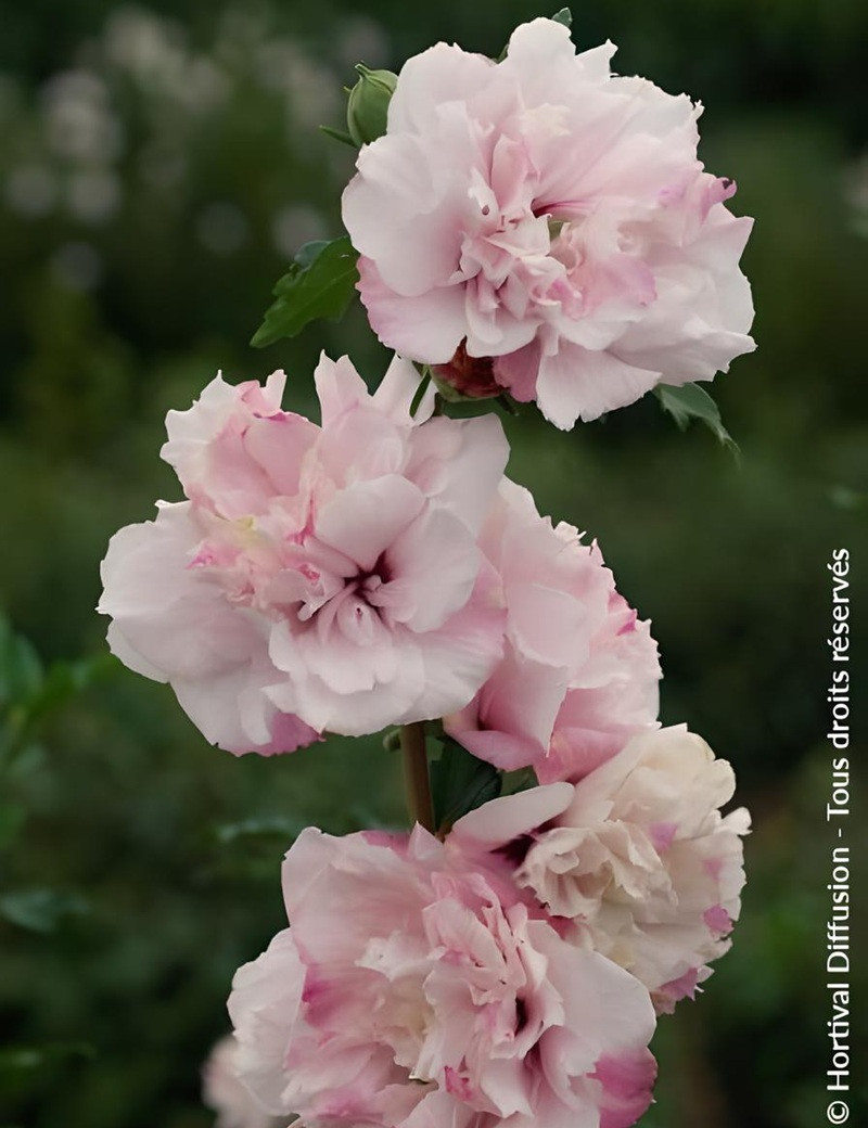 HIBISCUS syriacus FRENCH CABARET PASTEL® - Hibiscus, Althéa HIBISCUS syriacus FRENCH CABARET PASTEL® - Hibiscus, Althéa