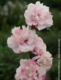 althea-french-cabaret-pastel-hibiscus-syriacus-french-cabaret-pastel.jpg