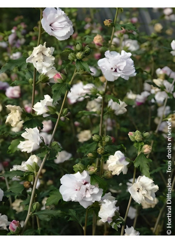 HIBISCUS syriacus FRENCH CABARET PASTEL® - Hibiscus, Althéa